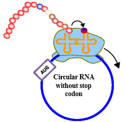 Figure 3  An endless circular translation phenomenon