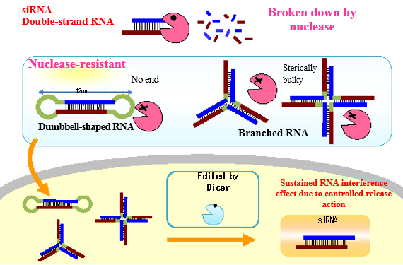 Figure 2 RNA interference by nano-structured RNA